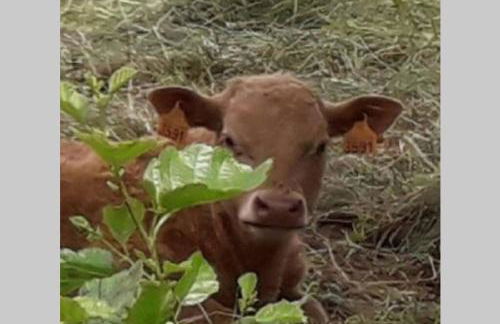 le claux de mô - Photo 20