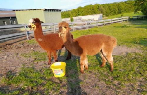 FeWo Lena - Photo 13