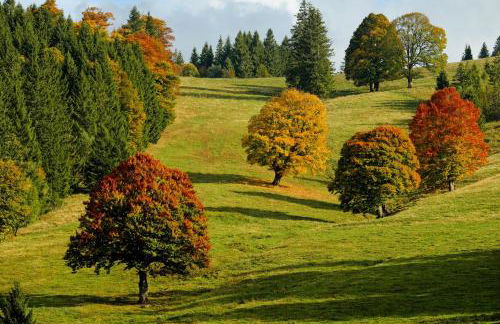 Abnoba Mons Design Apartment Lenzkirch - Photo 25