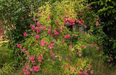 PETIT MAS COSY DU BORD DE LOIRE a 15 MM DU PARC LE PAL - Foto 43