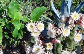 Trullo Bosco Libero Ostuni - Foto 34