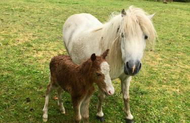 Jolie Tiny House sous les Grands Arbres - Photo 31