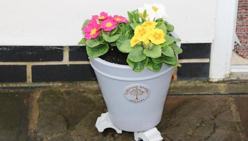 Cherry Fields - Foto 2