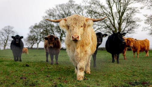 The Lodge House - By Elie - Foto 2, Garden, Garden view