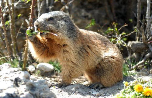 Chalet Kala - Foto 43