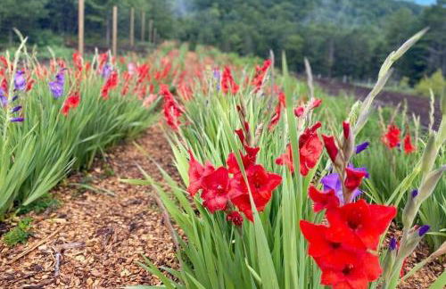 Luxury Farm Stay-Bonds Corner Bungalow-Wolf Pine Hollow - Foto 77