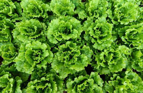 Apartman Lastavica - Foto 62