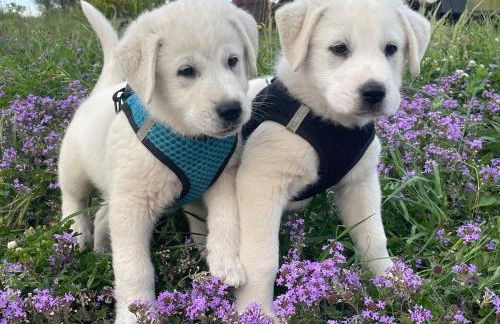 Azienda agricola Panorama - Foto 6