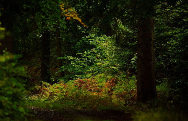 Peaceful Holiday Home - Foto 41