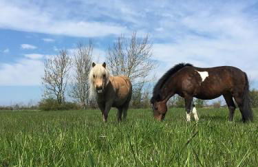 Ferienhof Utech - Foto 73