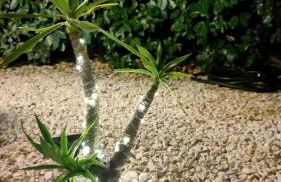 Romantica casa al mare con piscina in Sardegna - Foto 15