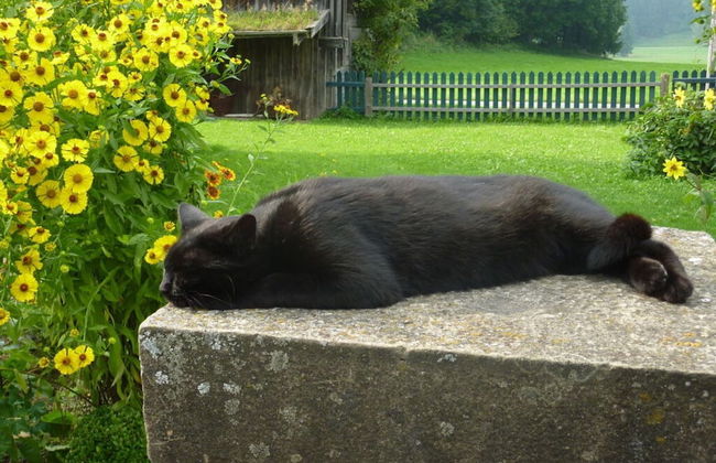 Apartment in Thuringia - Foto 13