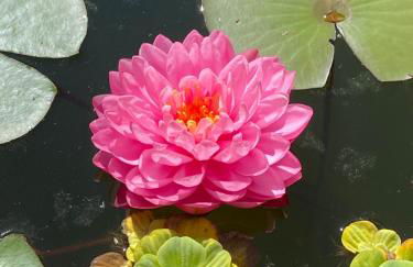 Pension mit Moselblick - Foto 46