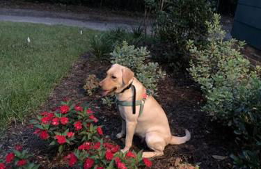 Gingerbird Art Suite - Foto 52