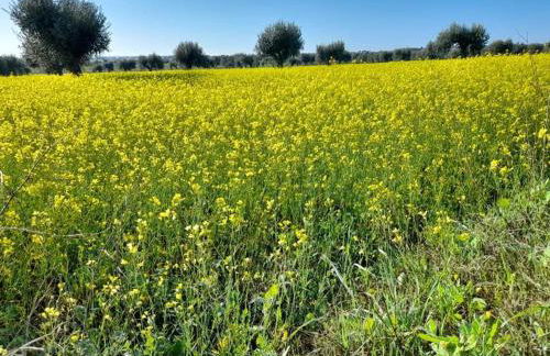 CasinhaD'Alice - Foto 34