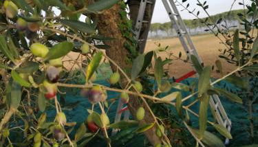 Il Podere di Sole - Foto 3