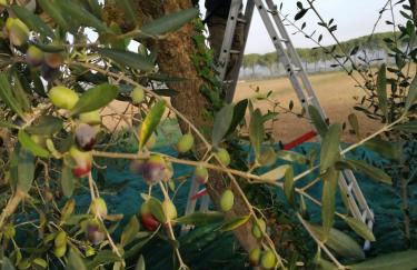 Il Podere di Sole - Foto 3