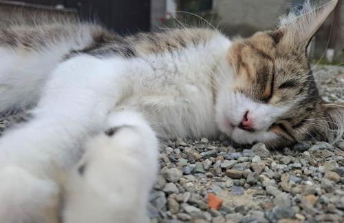 B&B dei Forestieri - Foto 14