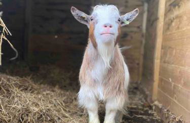 The Lodge at Greenbank Farm - Foto 24