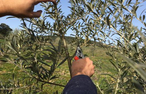 Almojanda 3 olive tree - Foto 72