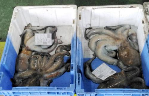 TERRA DO MAR ático nuevo en Costa da Morte, Camino de los faros - Foto 59