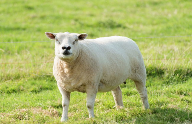 Holiday Home Near Lutjestrand Beach - Photo 18