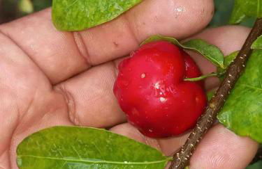Chácara Alegria - Um pedaço do paraíso em Itaboraí - Foto 49