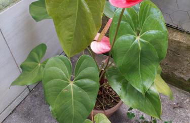 Casa Canto Verde - Foto 70