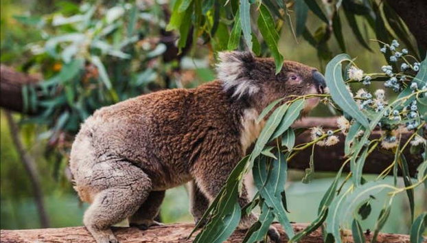 Canberra Wildlife Watching Tour - Photo 3, You'll love seeing all these animals!