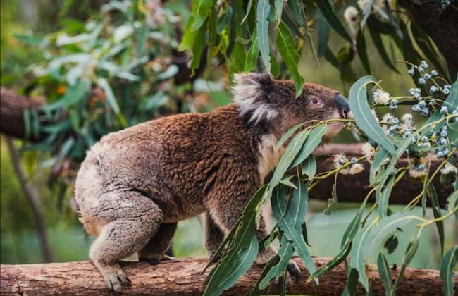 Canberra Wildlife Watching Tour - Photo 5