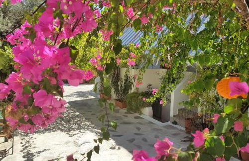 Sunrise Flora - Foto 30