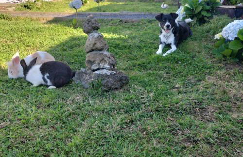 Alojamento Raminho dos Açores - Photo 24