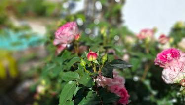 Le Maclo - Foto 4, Garden view