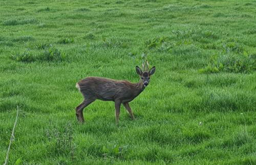 Borthwick Farm Cottage Annex - Foto 10