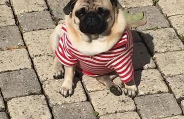 Rose Garden Studio - Foto 25