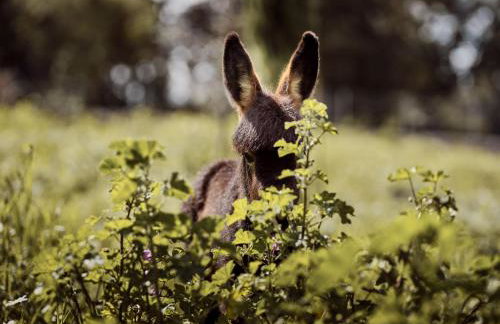 Alkis Farm and Residence - Foto 6