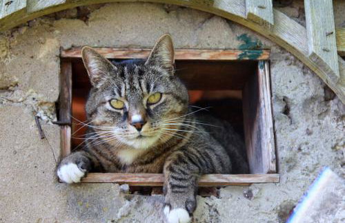 Ferienwohnung Brohltal-Aue - Foto 26