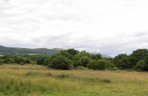 The Turbles - Wagtail - Foto 24