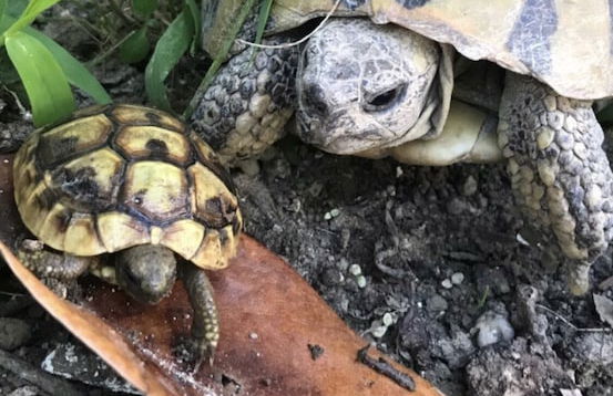 Hotel Ridal - Foto 25