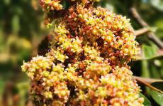 Azienda Agrituristica Baglio Carta - Foto 63