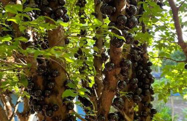 Sítio Veredas Formiga-MG - Foto 7