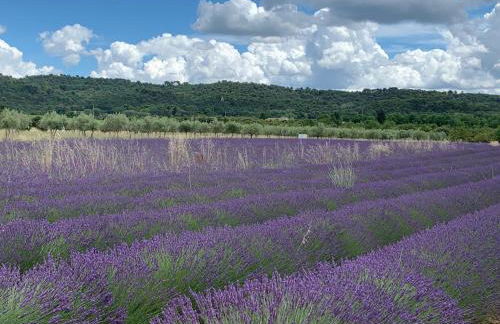 Mas Christiane - Foto 30