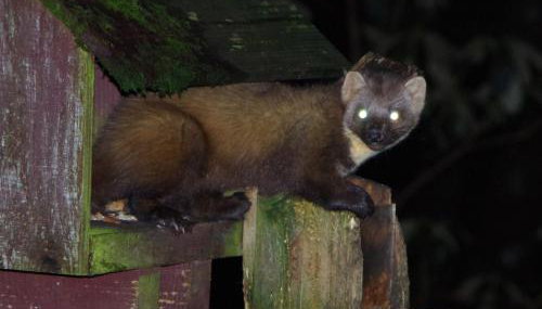 Ard Darach Lodge - Photo 5