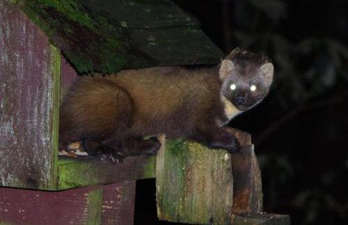 Ard Darach Lodge - Foto 5