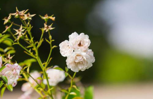 Ferienhaus Neukalen - ideal für aktive Familien - Foto 40