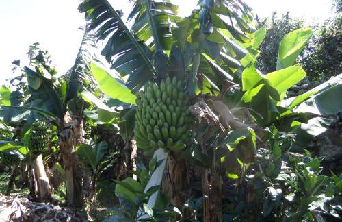 Quinta dos Sentidos Eco Nature Retreat in Azores - Photo 59