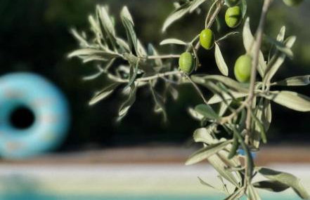 Villa Olivi - a natural paradise near Motovun - Foto 3