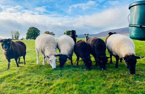 Spacious Cottage - Sleeps 4 - in the Black Mountains - Photo 54