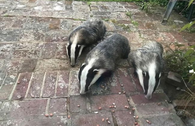 Mole Cottage - Foto 24