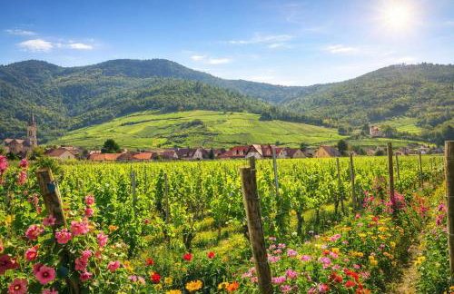 Le p'tit coin de chez nous - Foto 16